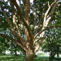 Zelkova capinifolia tronc